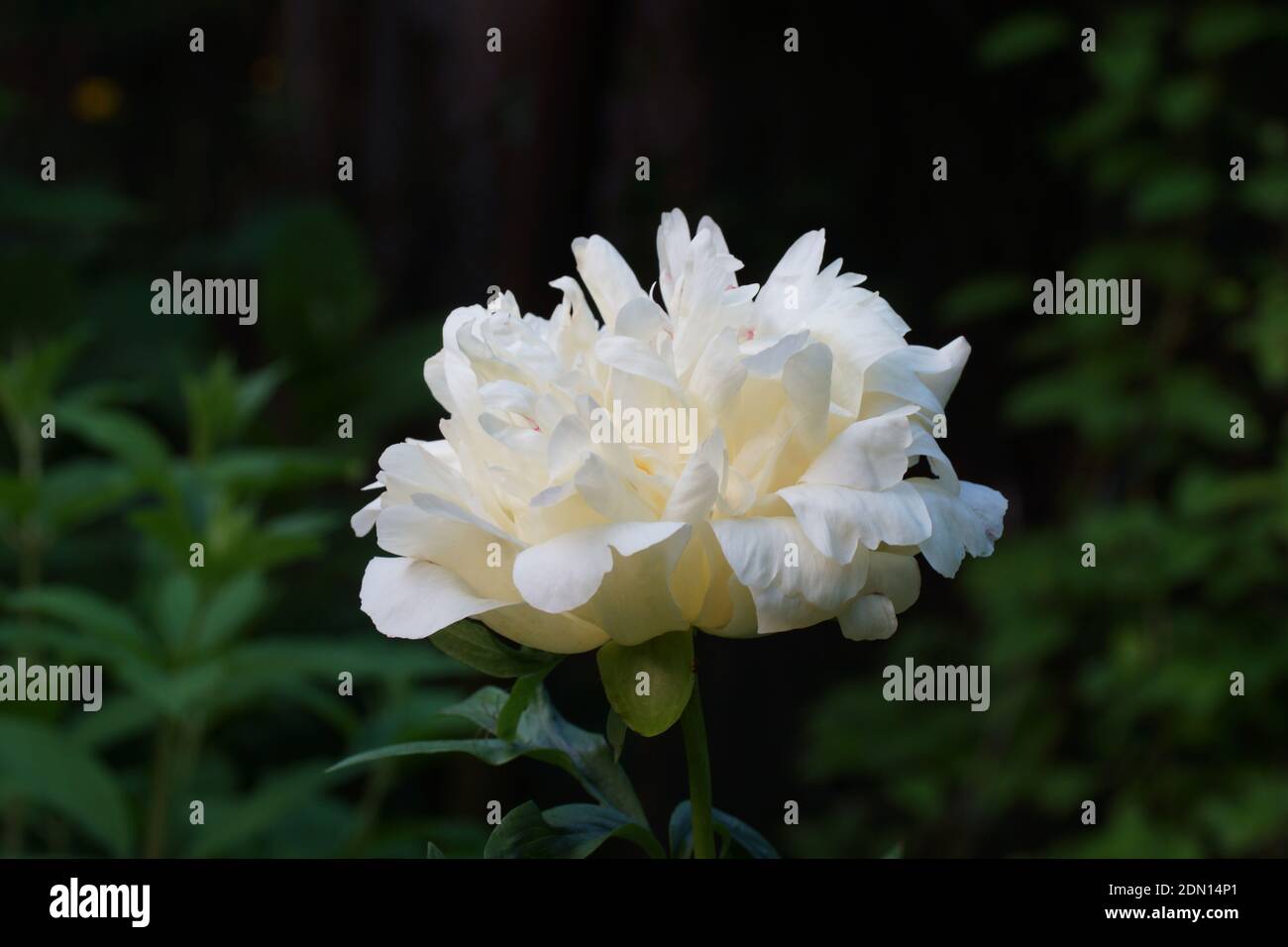 Peony Coral Beach. Semi-double salmon pink peony changed its color to a ...