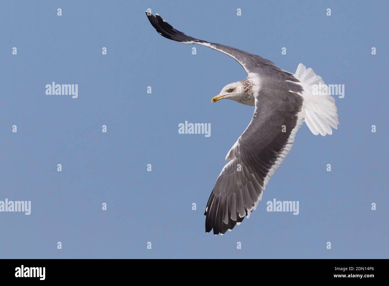 Siberian Gull in flight in Oman. Stock Photo
