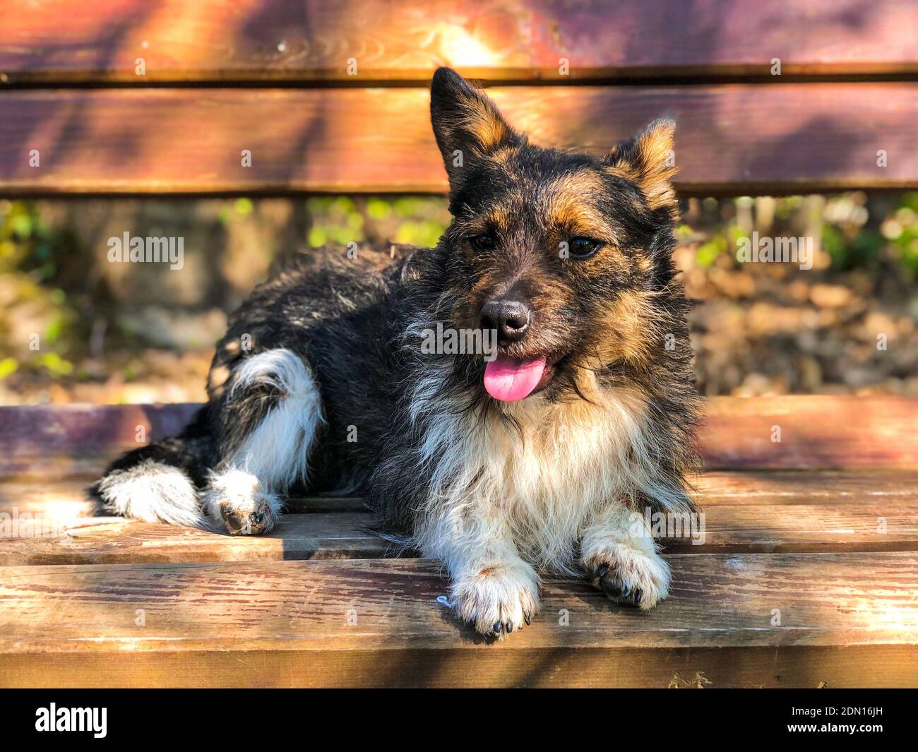 Small Dog With Big Ears Sitting On A Bench Stock Photo Alamy