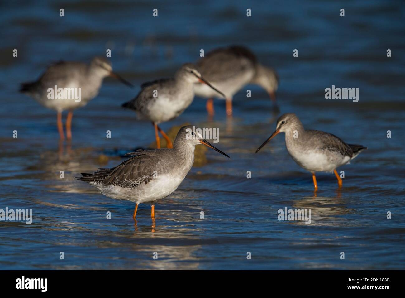 SpWinter plumaged Spotted Redshanks wading in shallow water. Stock Photo
