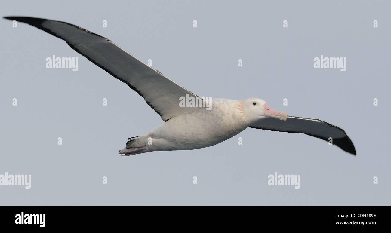 A Wandering Albatross (Diomedea exulans) in flight. Southern Ocean,  South Georgia. 17Feb16 Stock Photo
