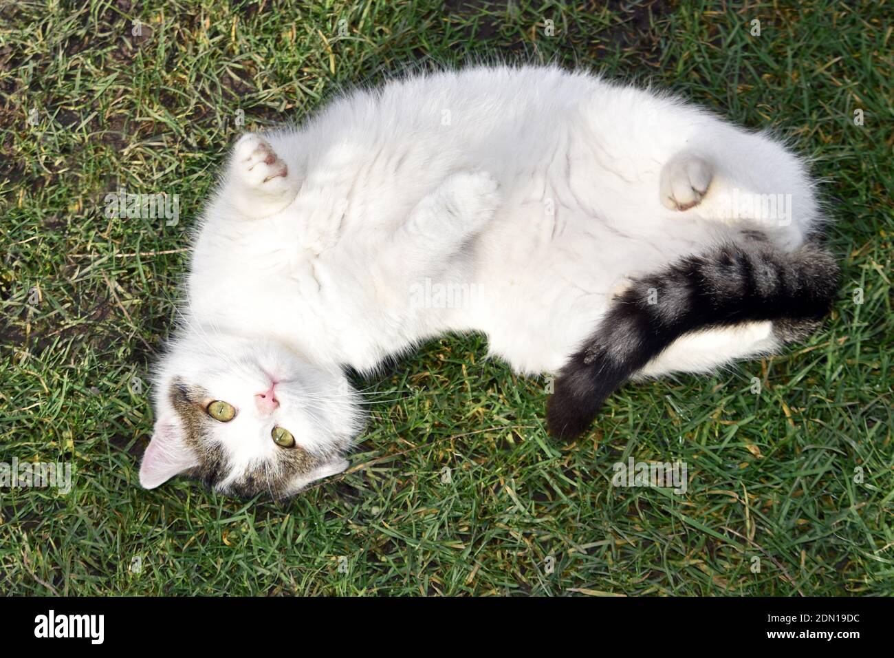 Playful white cat lying on its back on green grass Stock Photo