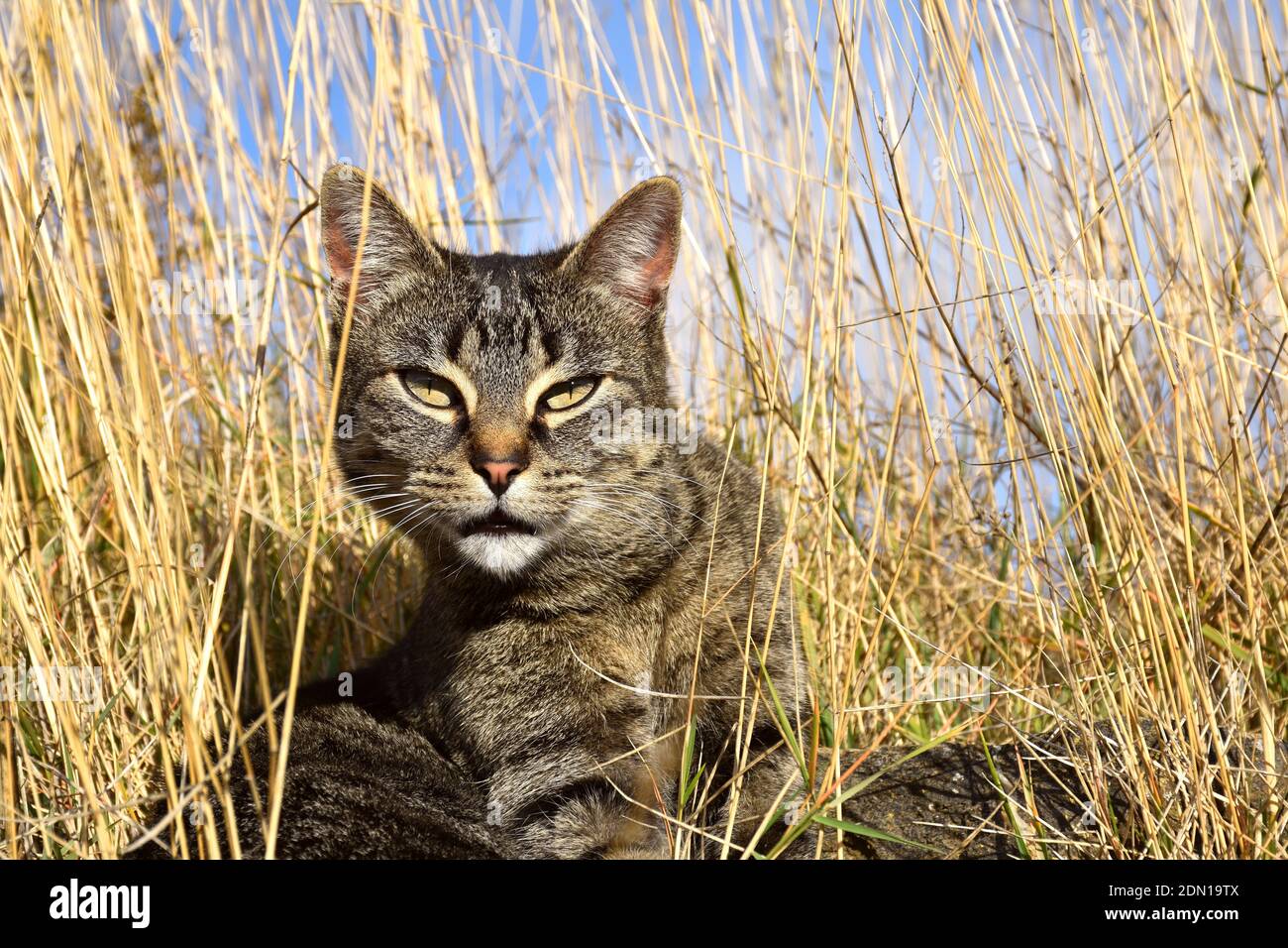 Tabby cat among dry grass looking at the camera. Stock Photo