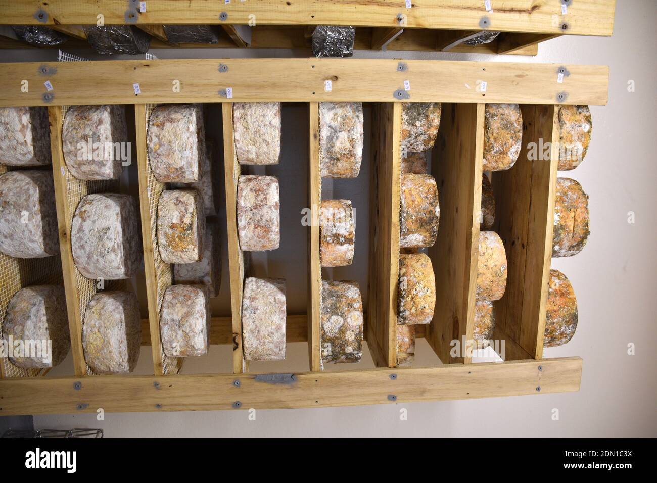 Shelf with cheeses in different stages of maturation. Stock Photo