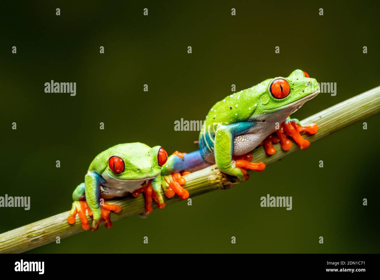 Red-eyed tree frogs (Agalychnis callidryas) - closeup with selective focus. Stock Photo