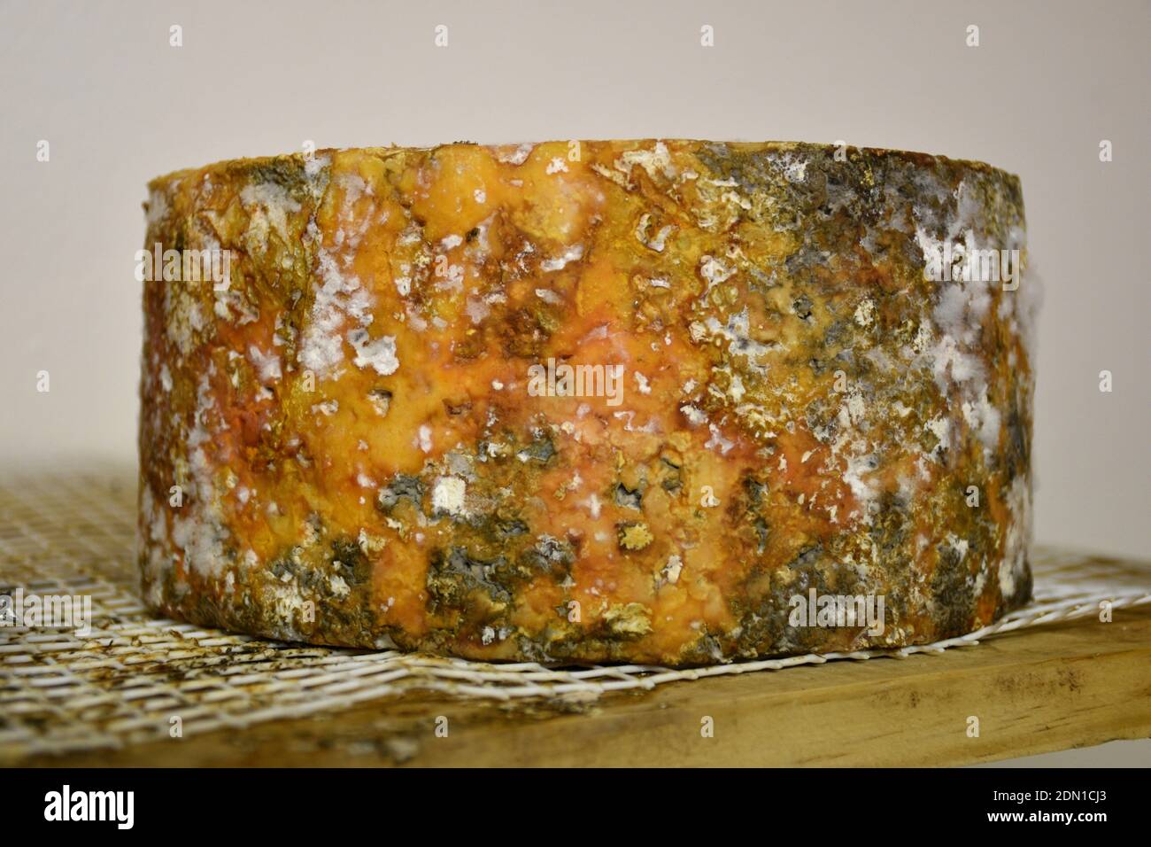 Blue cheese with Penicillium in the ripening chamber. Stock Photo