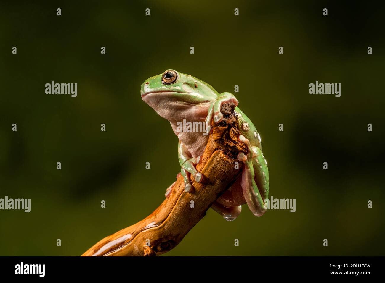 White's Tree Frog (Litoria caerulea) - closeup with selective focus Stock Photo