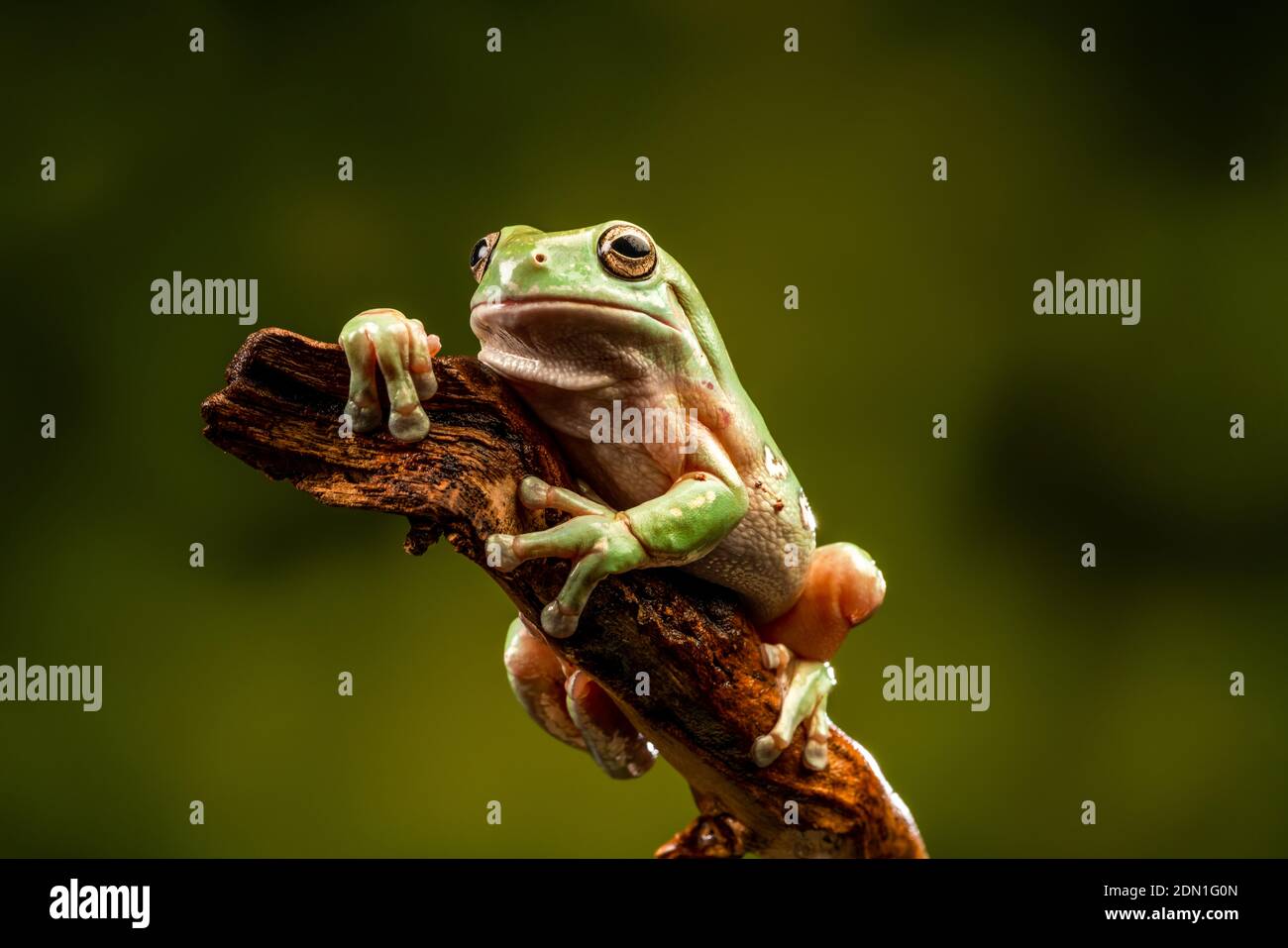 Whites tree frog litoria caerulea hi-res stock photography and images ...