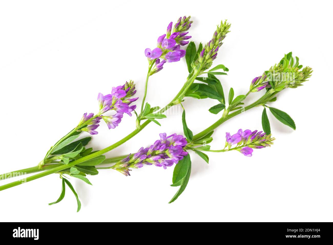 Medicago Sativa plant isolated on white background Stock Photo