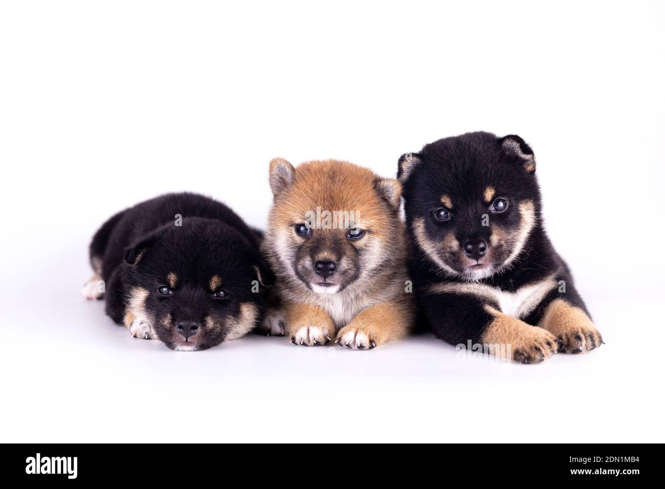 Black And Tan Shiba Inu High Resolution Stock Photography And Images Alamy Black And Tan Shiba Inu High Resolution Stock Photography And Images Alamy
