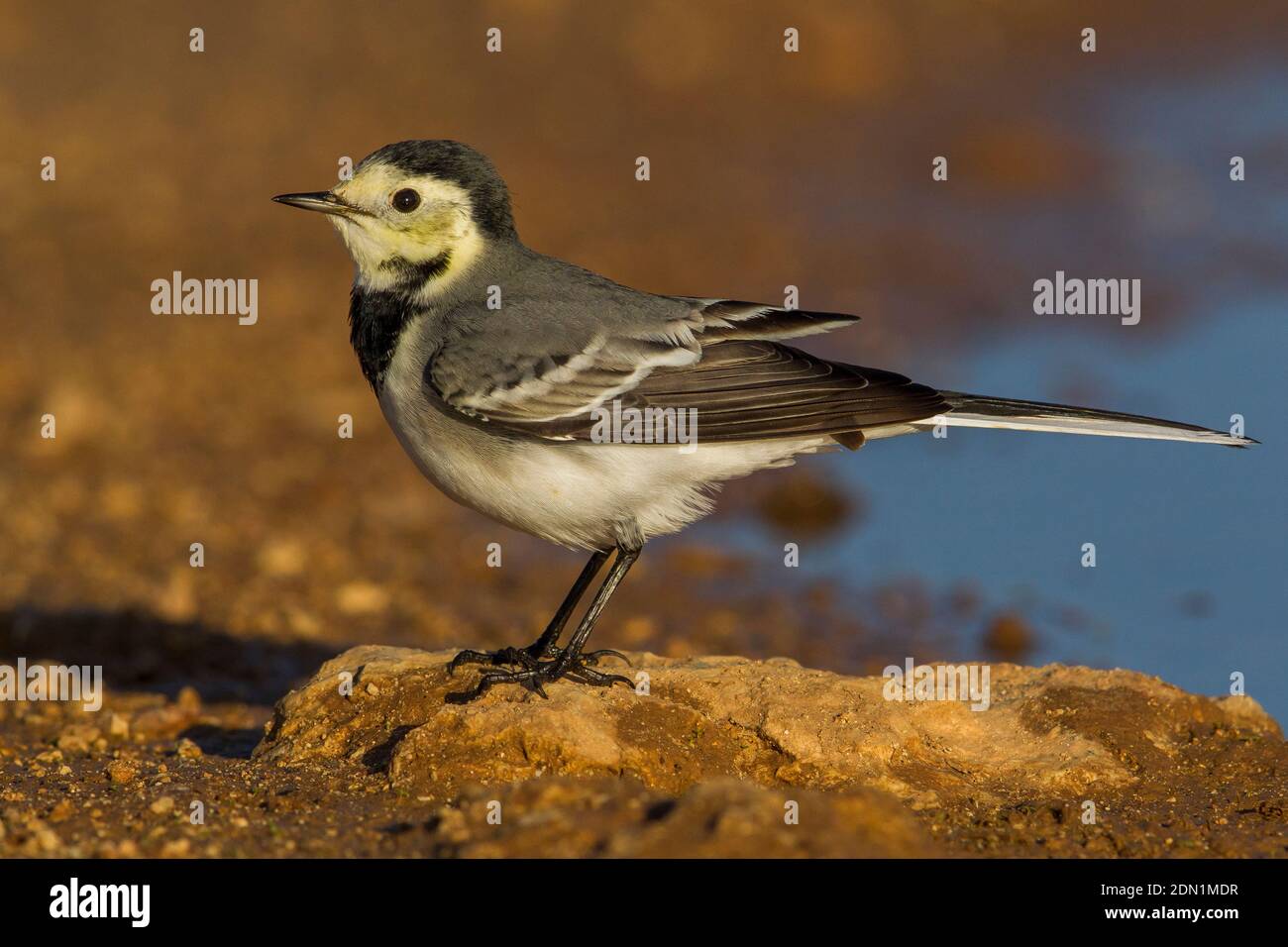 witte-kwikstaart-white-wagtail-motacilla-alba-stock-photo-alamy