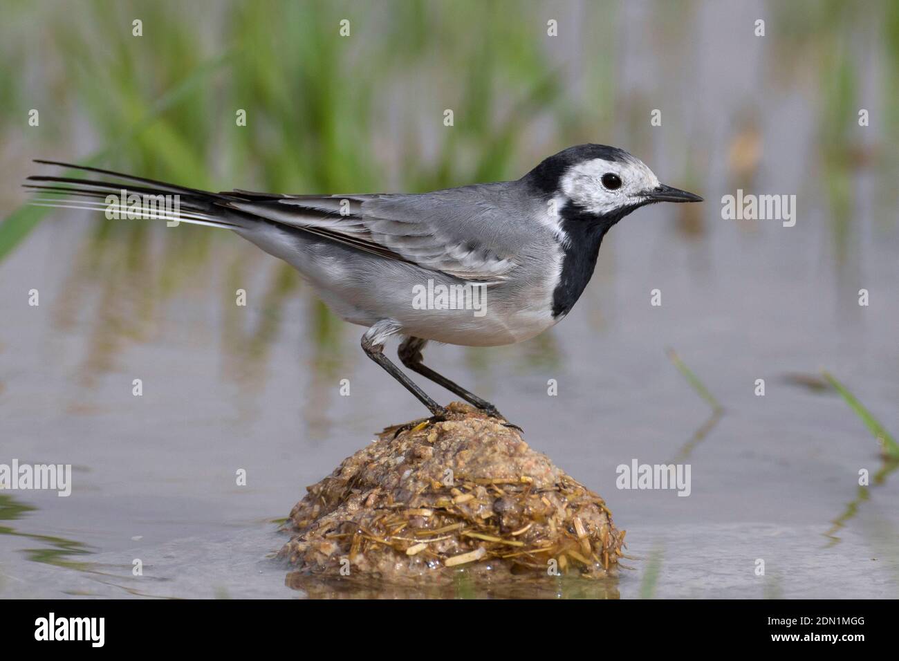 Witte Kwikstaart White Wagtail Motacilla Alba Stock Photo Alamy witte-kwikstaart-white-wagtail-motacilla-alba-stock-photo-alamy
