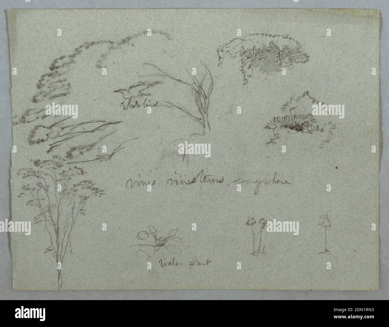 Studies from the Rio Magdalena, Colombia: Tree Tops, Flying White Bird, Vines, and Three Flowering Plants, Frederic Edwin Church, American, 1826–1900, Graphite on gray paper, Horizontal view of tree tops, a flying white bird, vines and across the bottom three flowering plants, one identified as a water plant., 1853, probably May, nature studies, Drawing Stock Photo