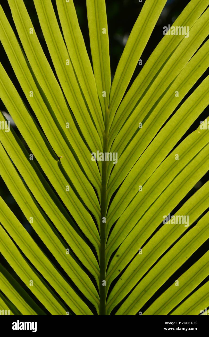Full Frame Shot Of Palm Leaves Stock Photo