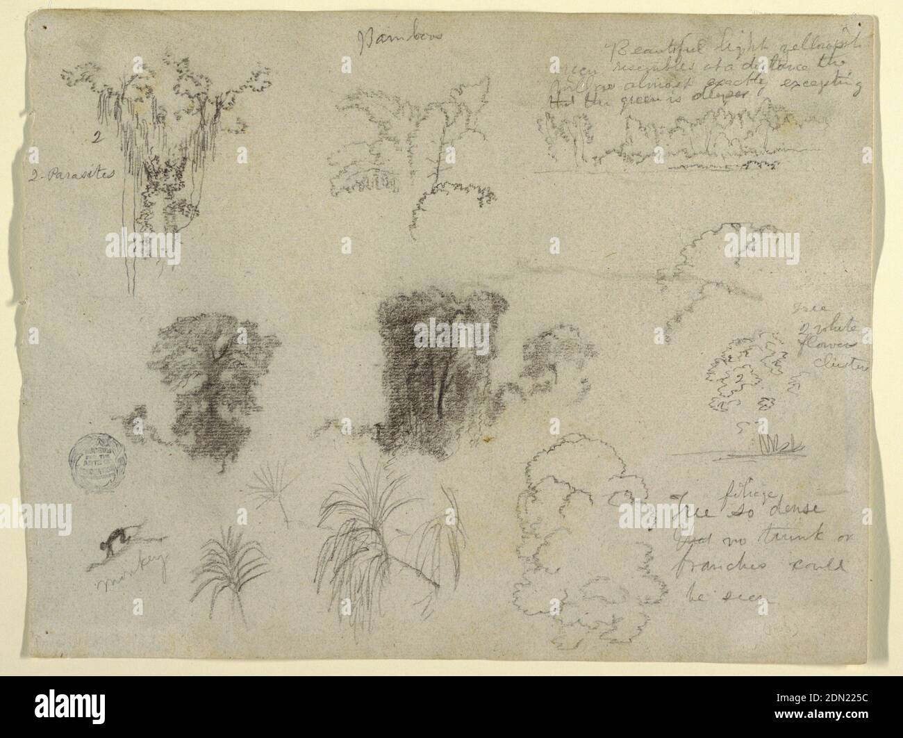Nature Studies, probably from Colombia: Monkey, Parasites and Trees, Frederic Edwin Church, American, 1826–1900, Graphite on light gray paper, Horizontal view containing a tree top, at upper left; branches, at upper center; trees at a river bank, at upper right; trees, at left center; tree tops and plants on the edge of water, at center right; monkey walking upon a branch and tree tops, at lower left., 1853, nature studies, Drawing Stock Photo