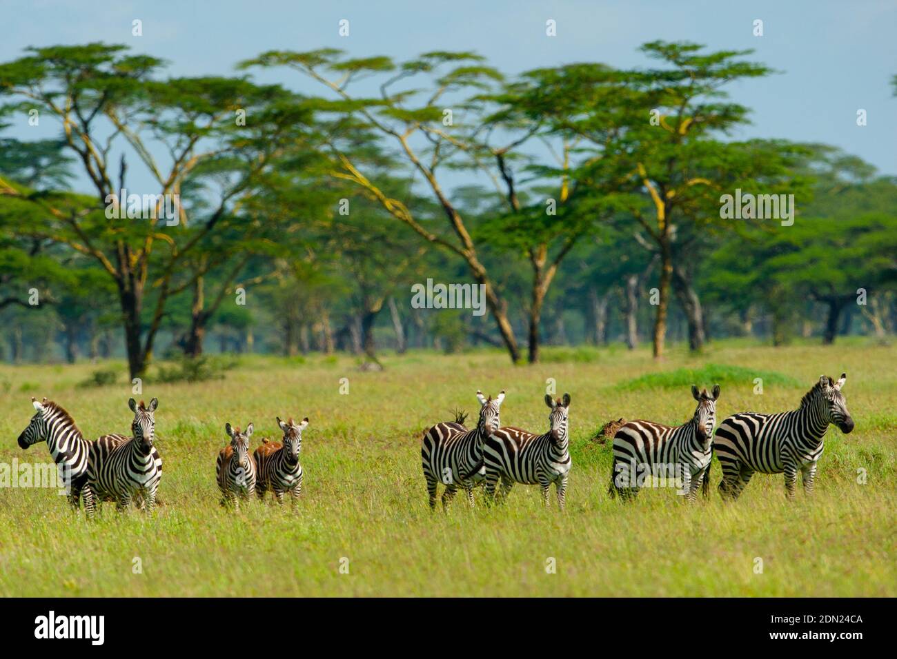 Herd of plains zebra walking iduring the Great Migration in the Masai ...