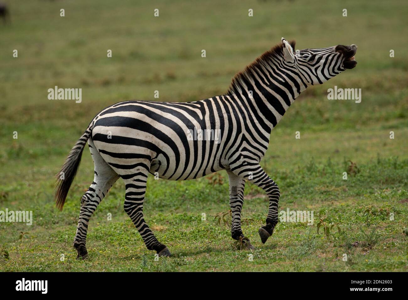 Zebra male and female hires stock photography and images Alamy
