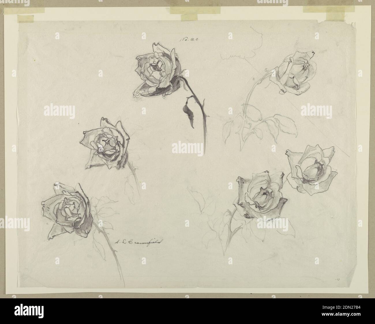 Study of Roses, Sophia L. Crownfield, (American, 1862–1929), Graphite, brush and ink, watercolor on tracing paper., Horizontal sheet with six studies of roses depicted from various angles., USA, early 20th century, nature studies, Drawing Stock Photo