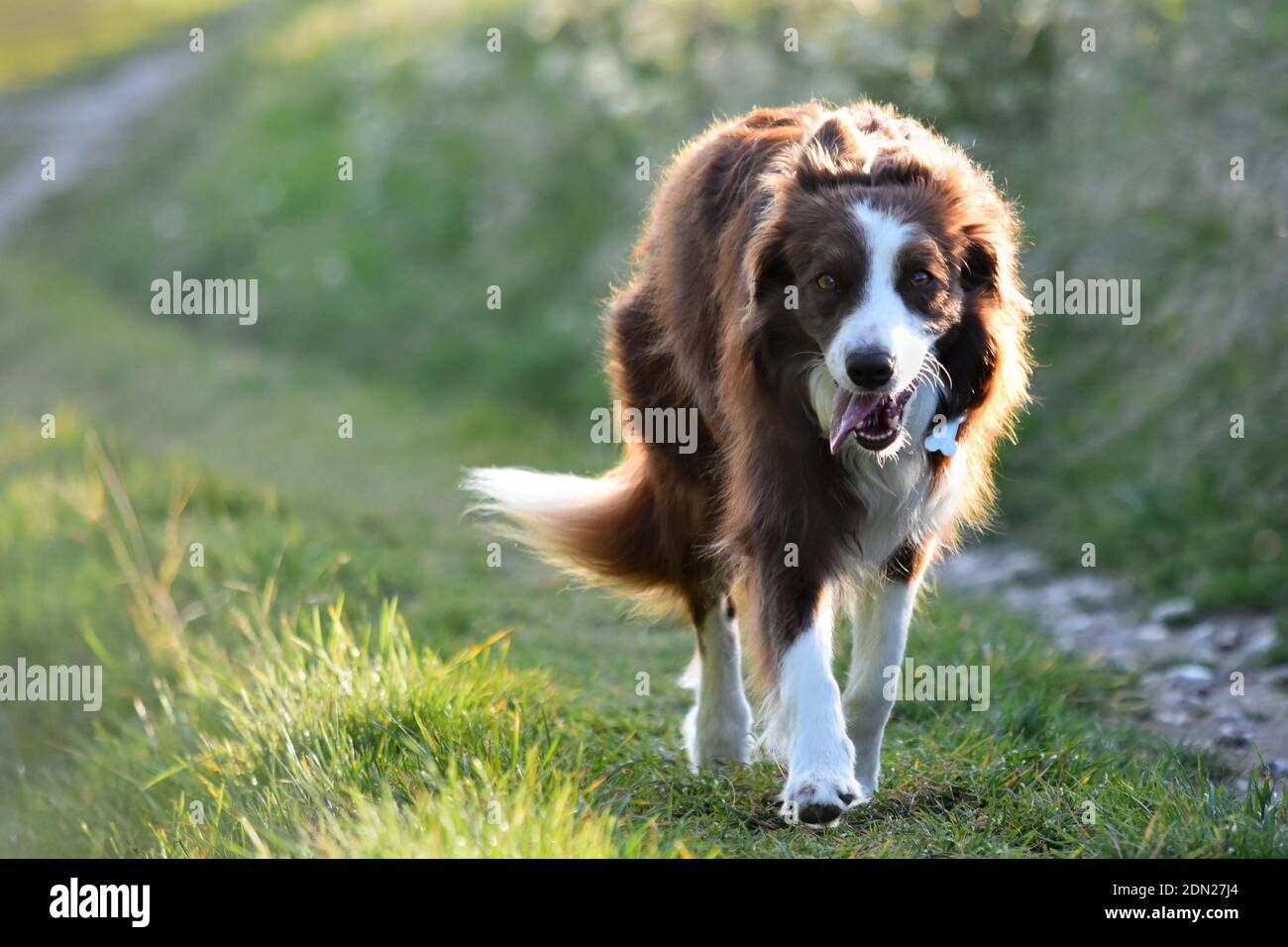English Shepherd dog walking on a path towards the camera Stock Photo