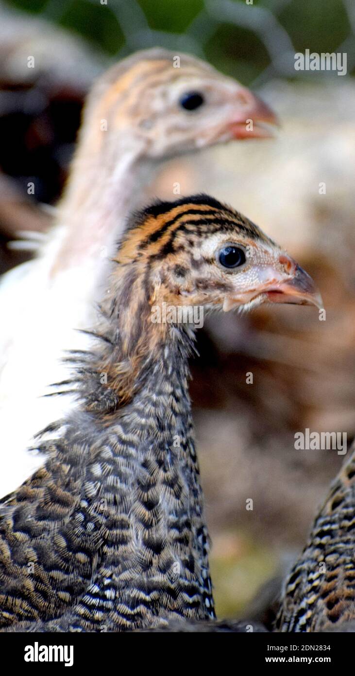 Page 2 Young Guinea Fowl High Resolution Stock Photography And Images Alamy