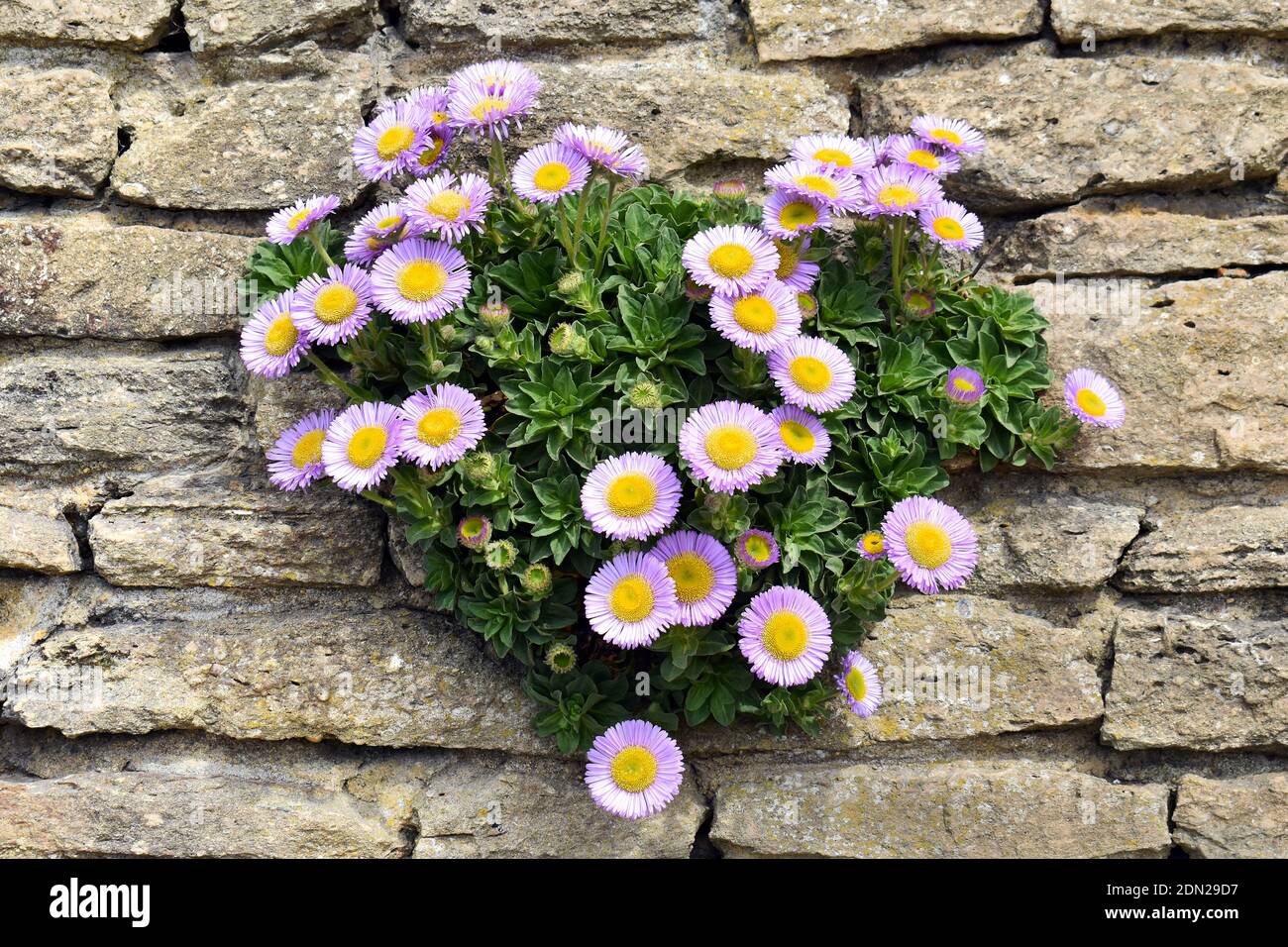 Pink flowers on a stone wall near seafront in Rottingdean Stock Photo