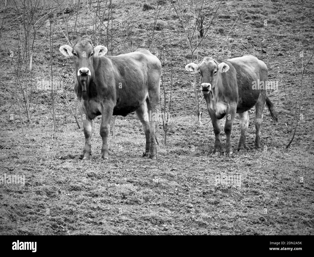 Black cows field Black and White Stock Photos & Images - Alamy