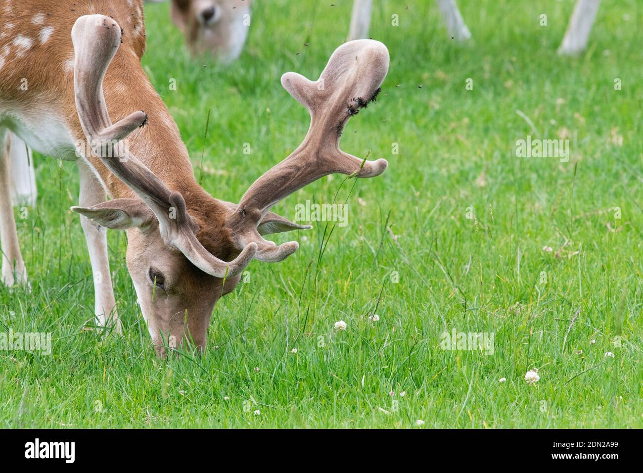 Head Shot Of A Male Fallow Deer Grazing In A Meadow Stock Photo