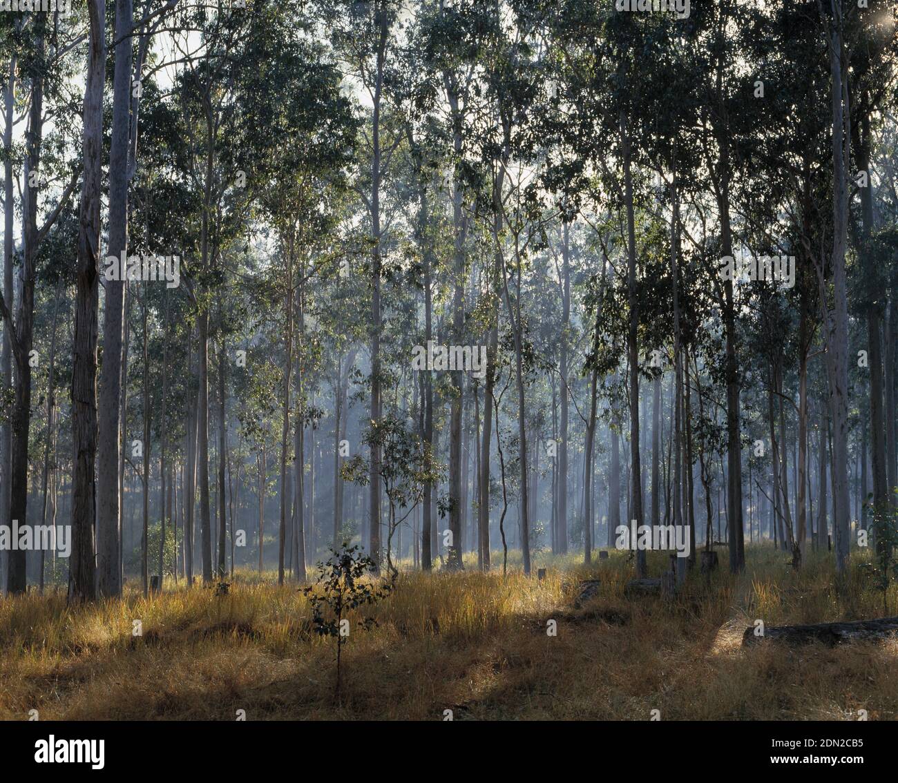 Australia. New South Wales. Eucalyptus trees. Stock Photo