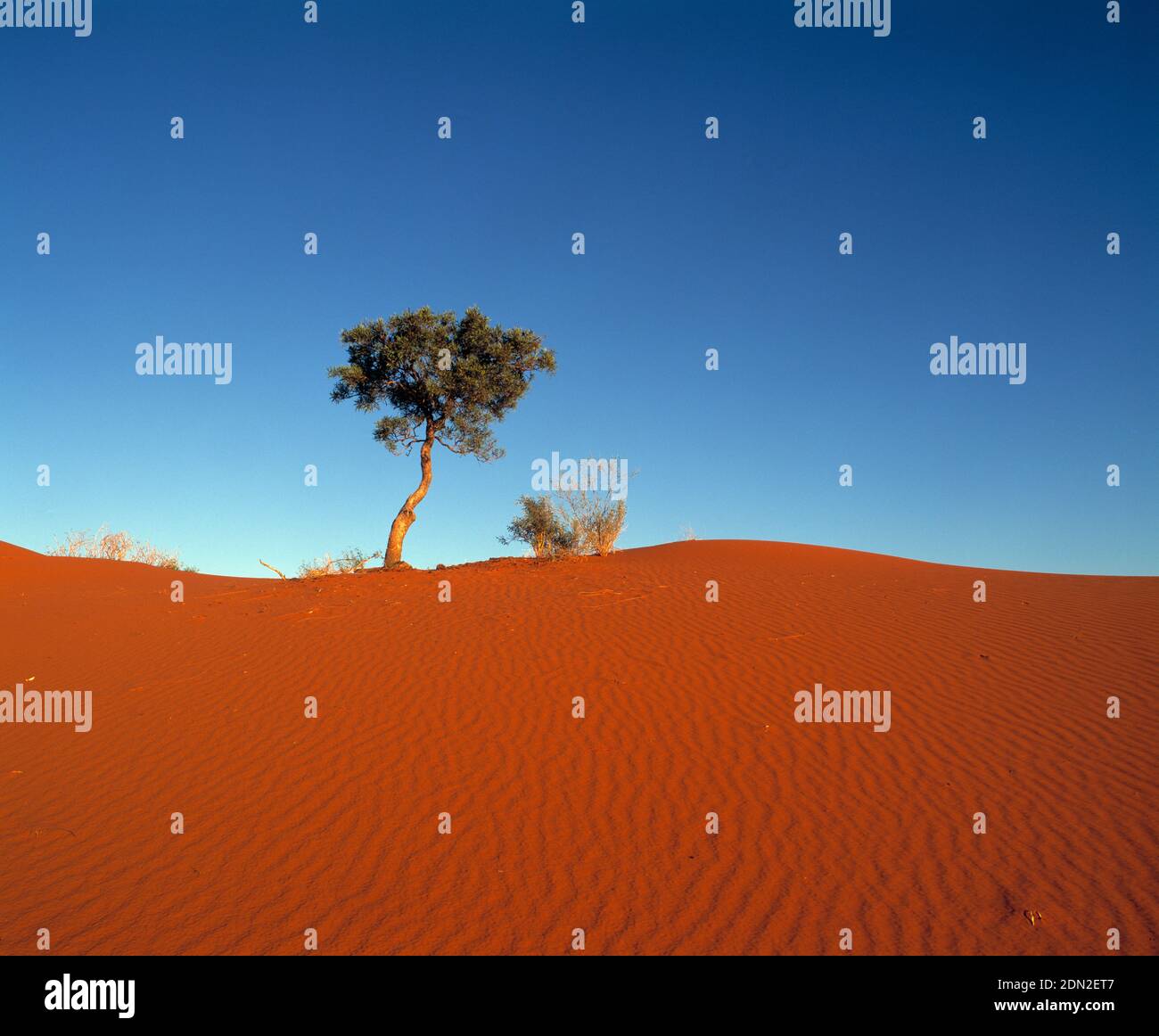 Australia. Queensland. Windorah sand dunes landscape with lone tree. Stock Photo
