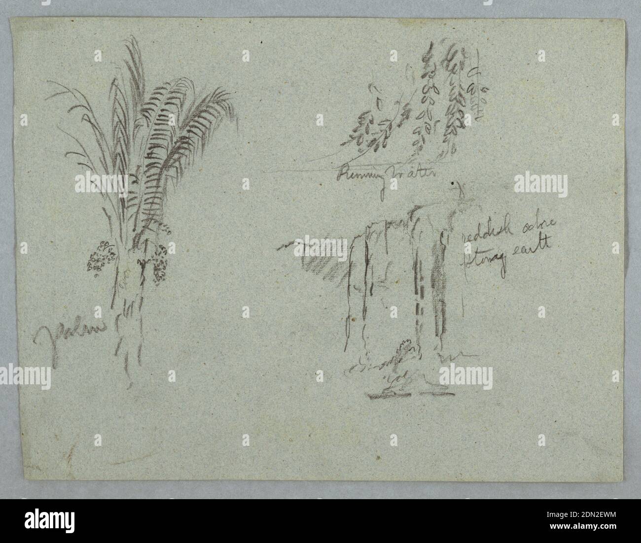 Plant Studies from the Rio Magdalena, Colombia, Frederic Edwin Church, American, 1826–1900, Graphite on gray paper, Horizontal view of a palm at left and two designs of hanging boughs at right., 1853, probably May, nature studies, Drawing Stock Photo