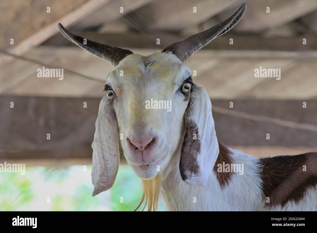 The long-horned goat turned its gaze with attention. Stock Photo