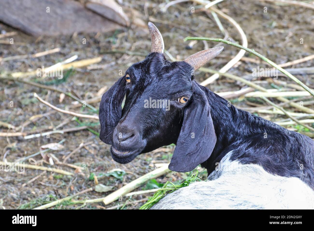 The black goat tilted its neck and looked at the noise from behind. Stock Photo
