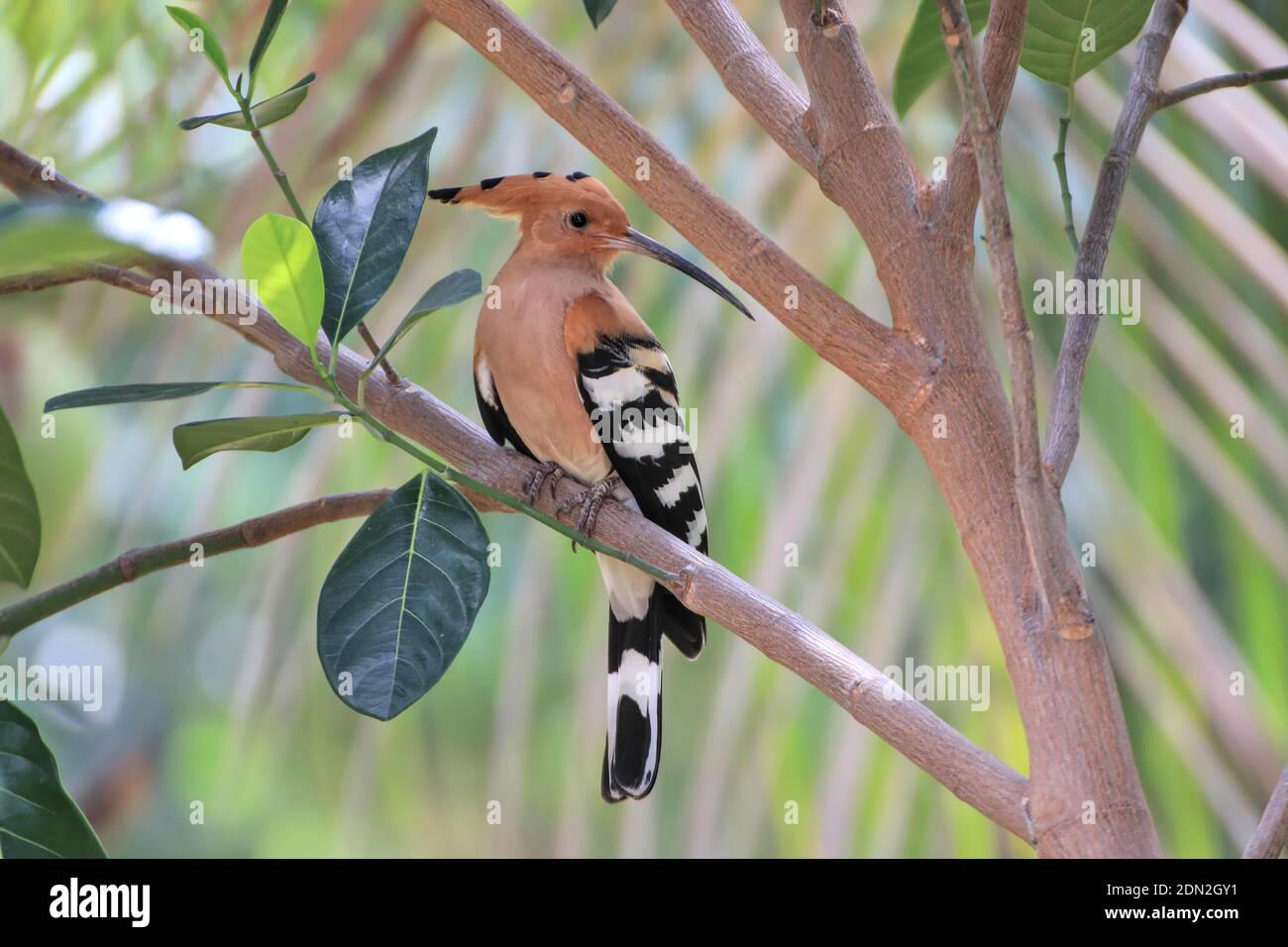 Hoopoe (Scientific name: Upupa epops) perched in the shade of trees. It is a rare bird in Thailand. Stock Photo