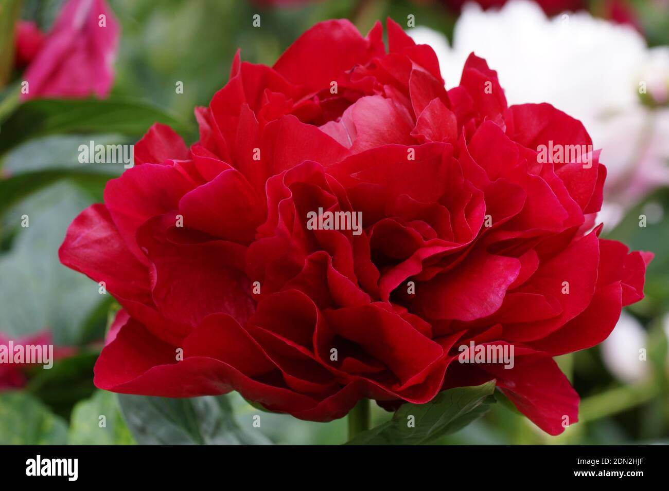 Paeonia Henry Bockstoce. Double red peony flower. Paeonia lactiflora (Chinese peony or common garden peony). One flower close-up outdoors. Stock Photo