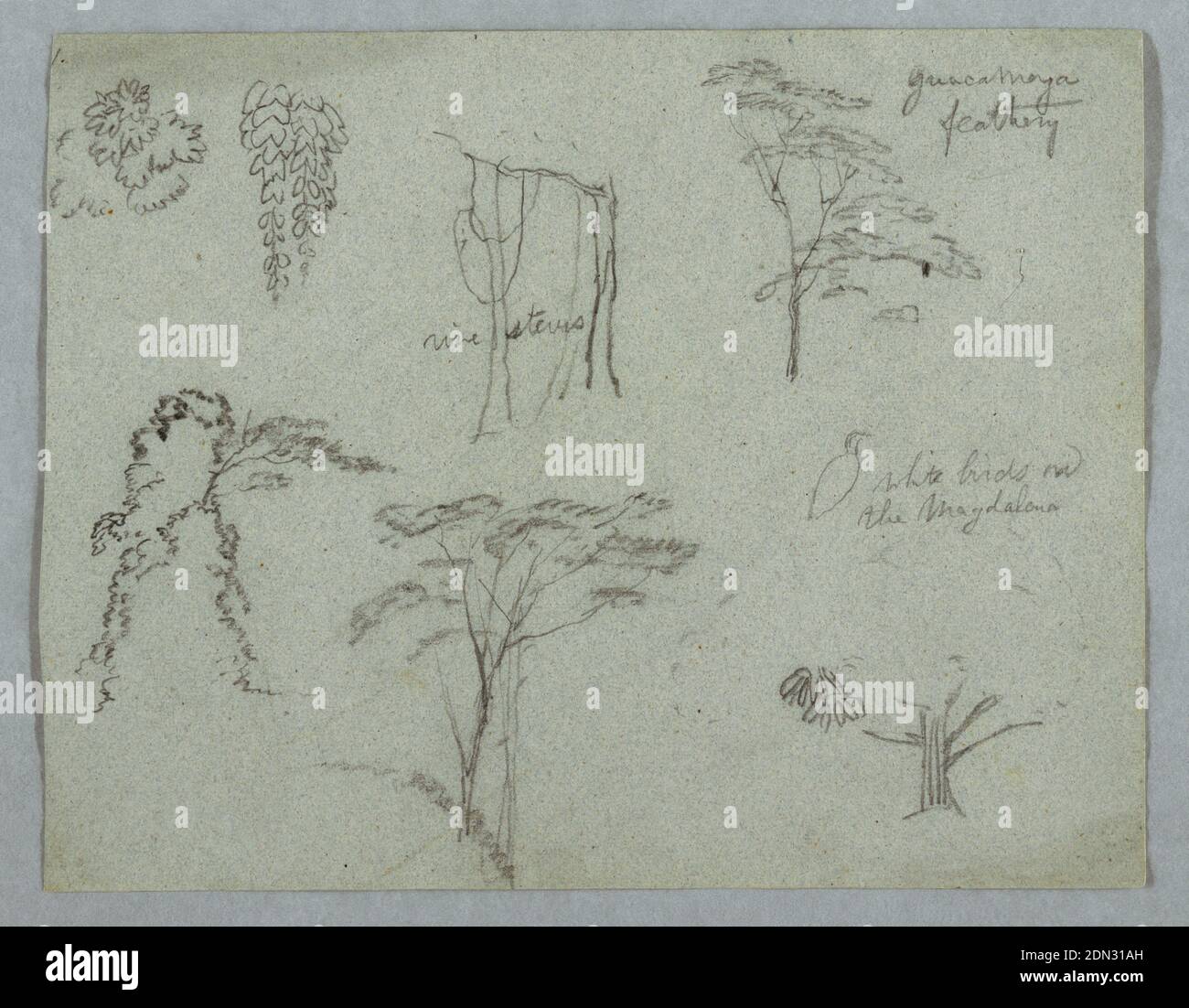 Sketches from the Rio Magdalena, Colombia: Leaf Boughs, Vine Stems, Guacamaya Tree Top, Bush and Tree Group, White Bird , and a Plant Detail, Frederic Edwin Church, American, 1826–1900, Graphite, brush and oxidized white on gray paper, Horizontal view of leaf boughs, vine stems and top of a Guacamaya tree across upper part of sheet with a group of bushes and trees, a white bird and a plant detain across the bottom part., 1853, probably May, nature studies, Drawing Stock Photo