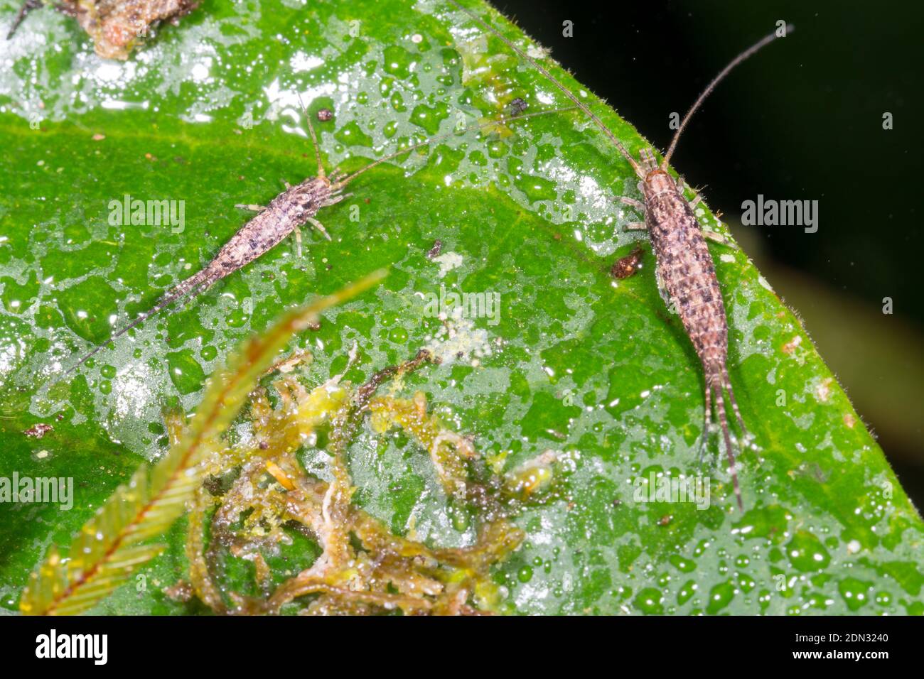 Iridescent neotropical jumping bristletails (family Machilidae), two individuals on a leaf in montane rainforest in the Los Cedros Reserve, western Ec Stock Photo