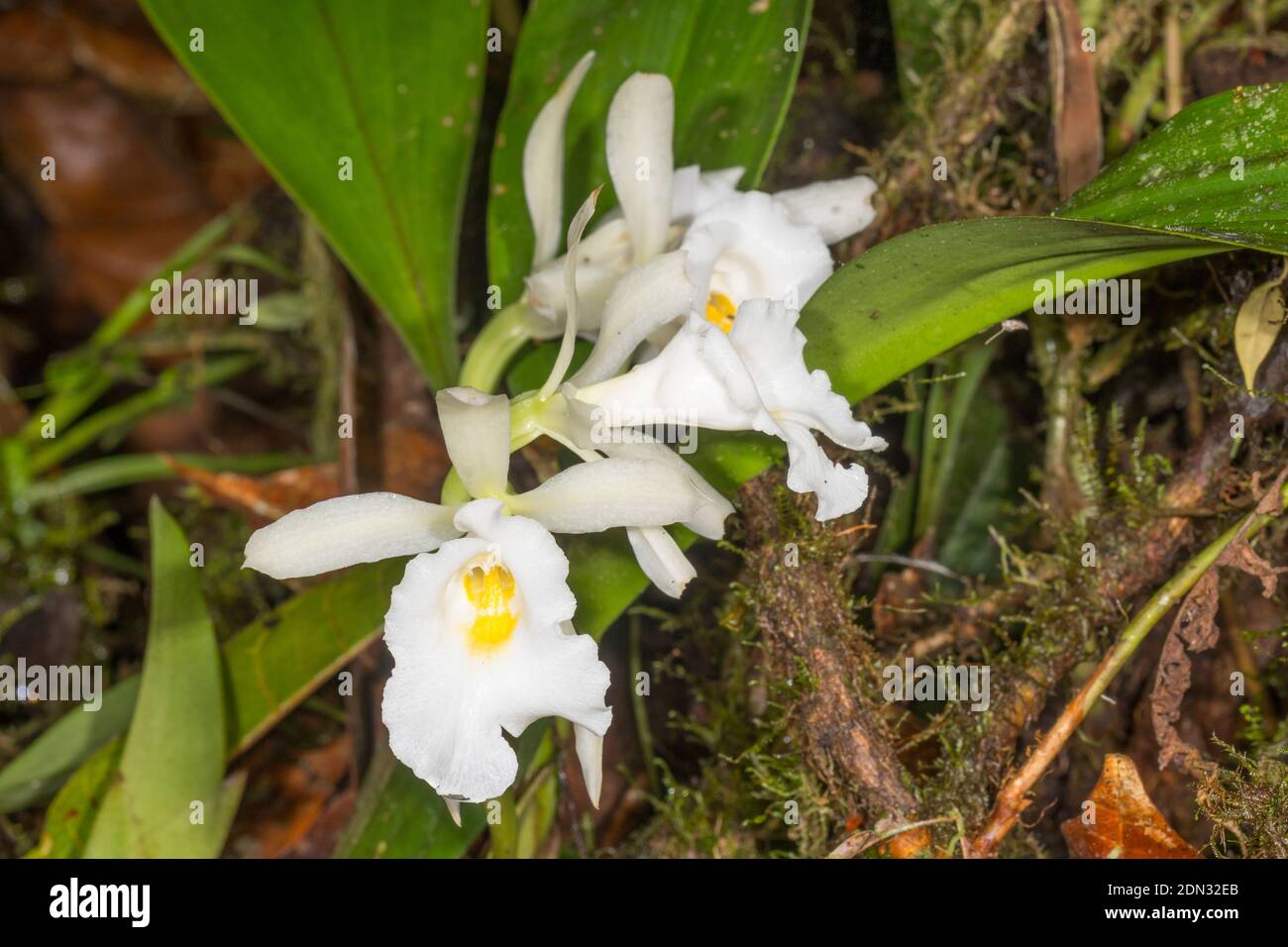 The Fragrant Trichopilia orchid (Trichopilia fragrans) growing wild in montane rainforest in the Los Cedros Reserve, western Ecuador Stock Photo