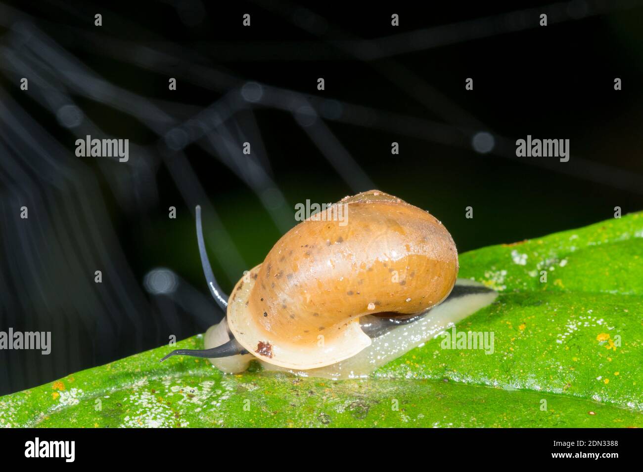 Snail (Bourciera sp. Sublass Neritomorpha) crawling on a leaf at night on a leaf in the understory of montane rainforest in the Los Cedros Reserve, we Stock Photo