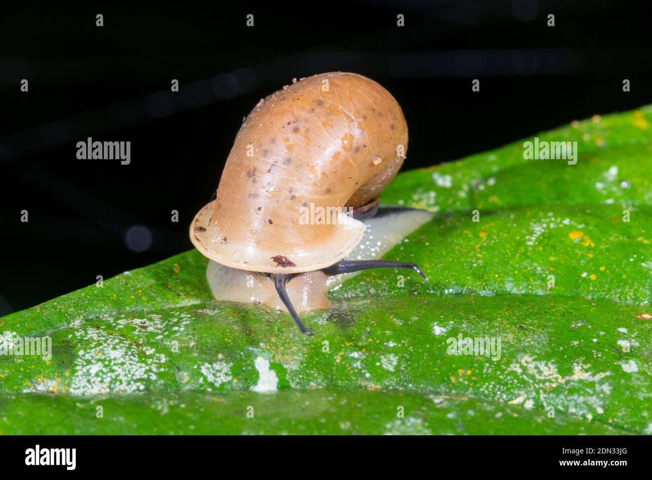 Snail (Bourciera sp. Sublass Neritomorpha) crawling on a leaf at night on a leaf in the understory of montane rainforest in the Los Cedros Reserve, we Stock Photo