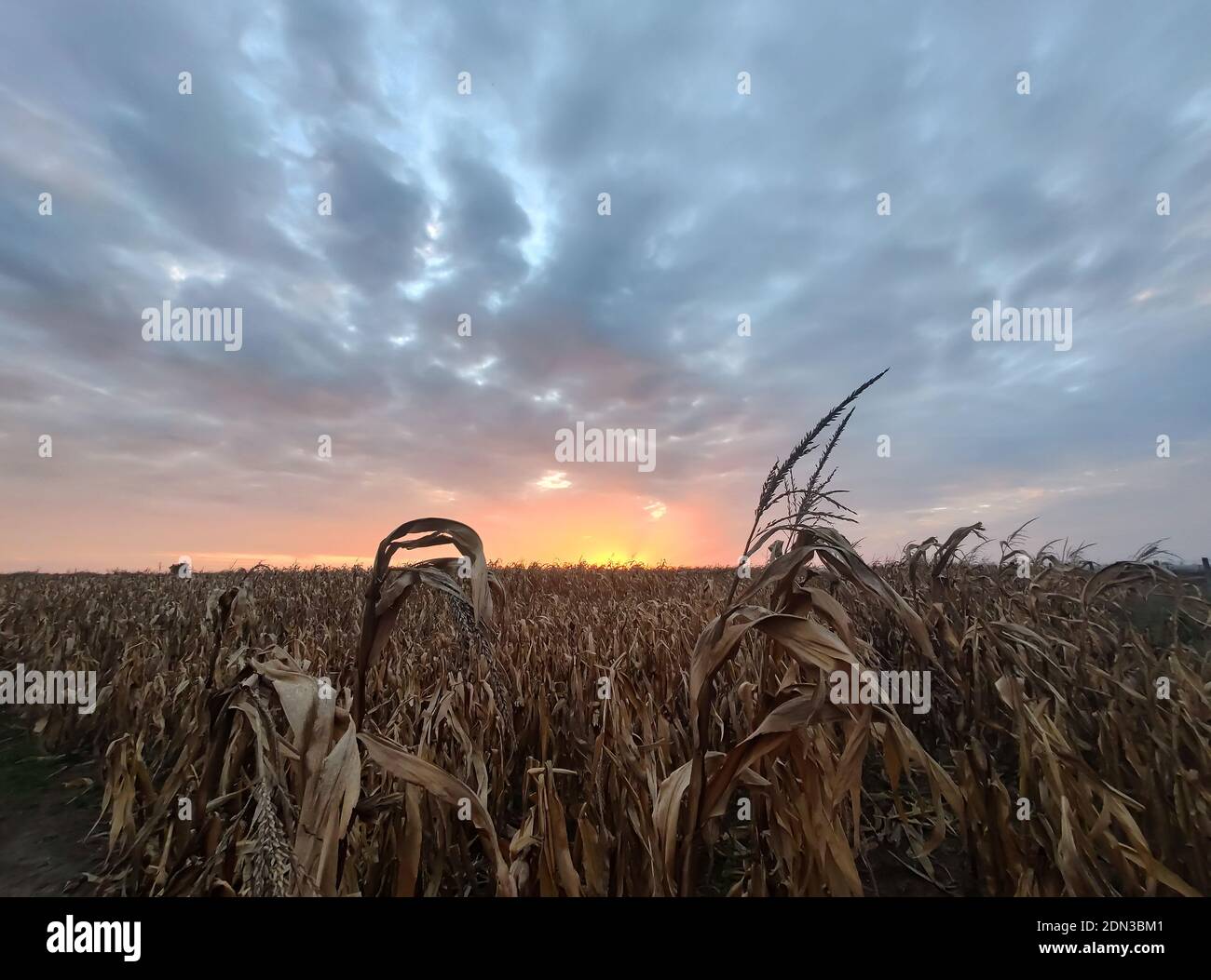 Dry Corn Field High Resolution Stock Photography and Images - Alamy