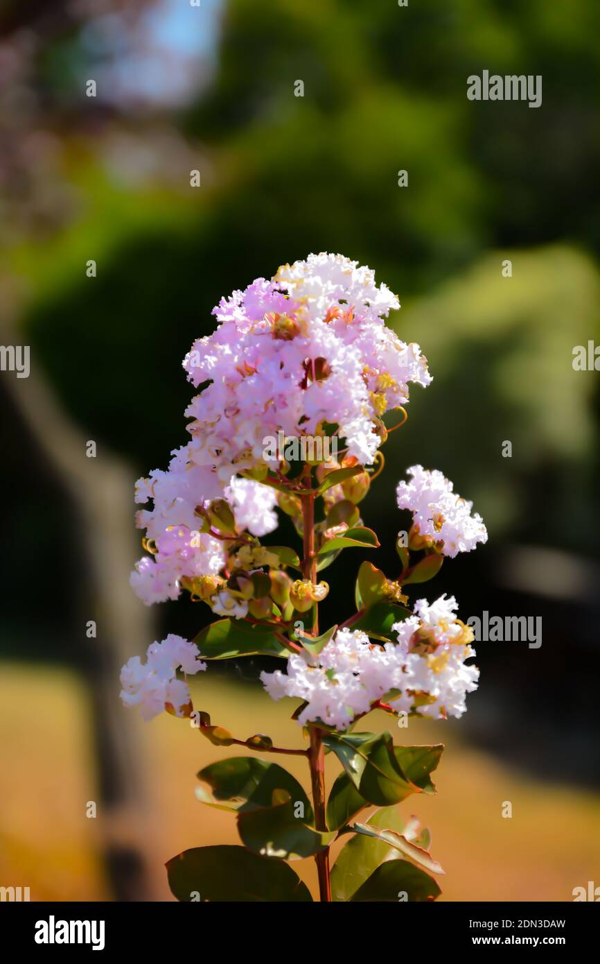 White Phlox with pink center (Phlox paniculata). White flowers, white Phlox flowers with red eye in the garden. Flowering branch of purple phlox in th Stock Photo