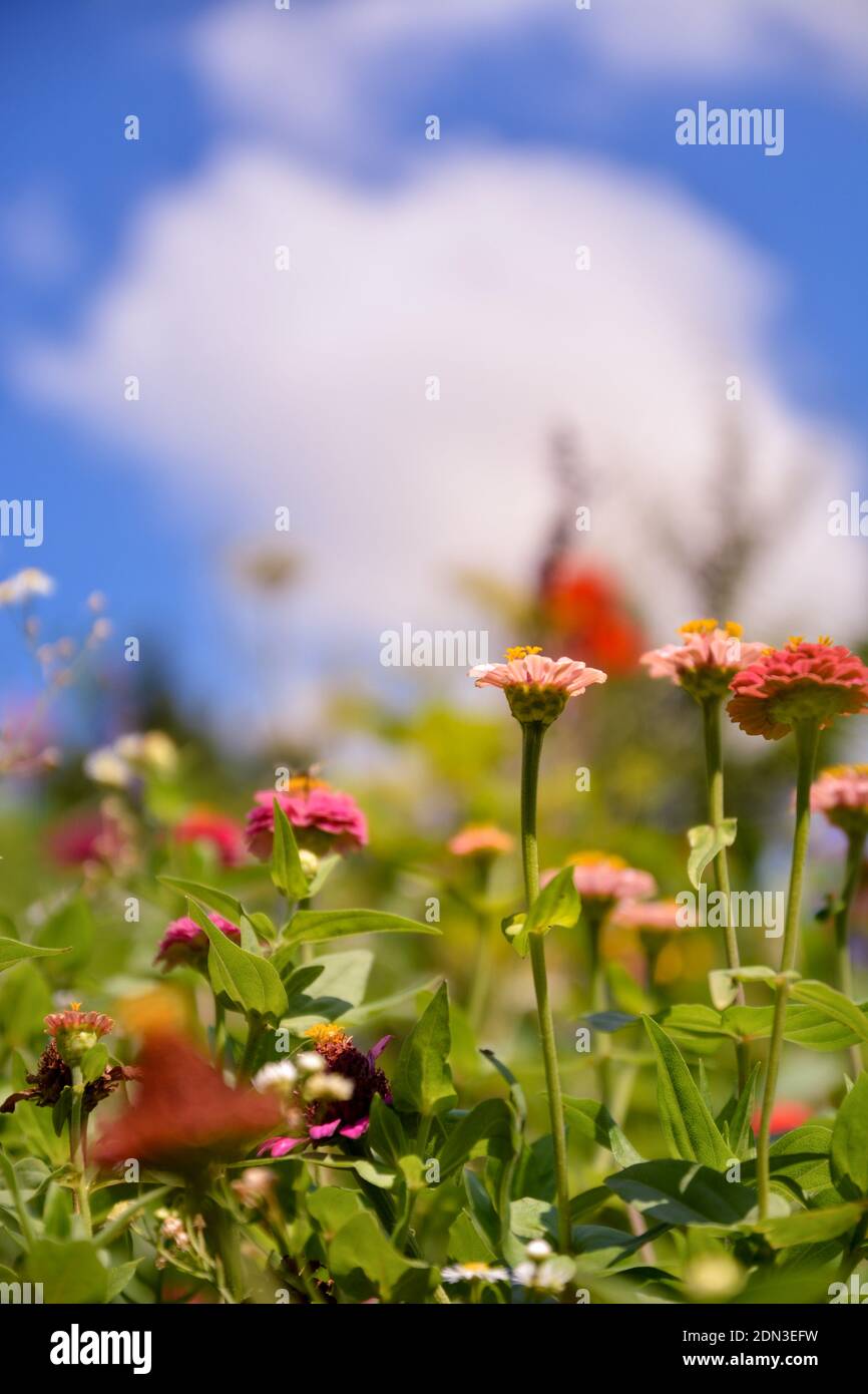 Colorful lantana flowers are species of Verbena, West indian lantana,  botanical name is Lantana camara. Big sage, wild sage, pink sage. Flowers wallp Stock Photo