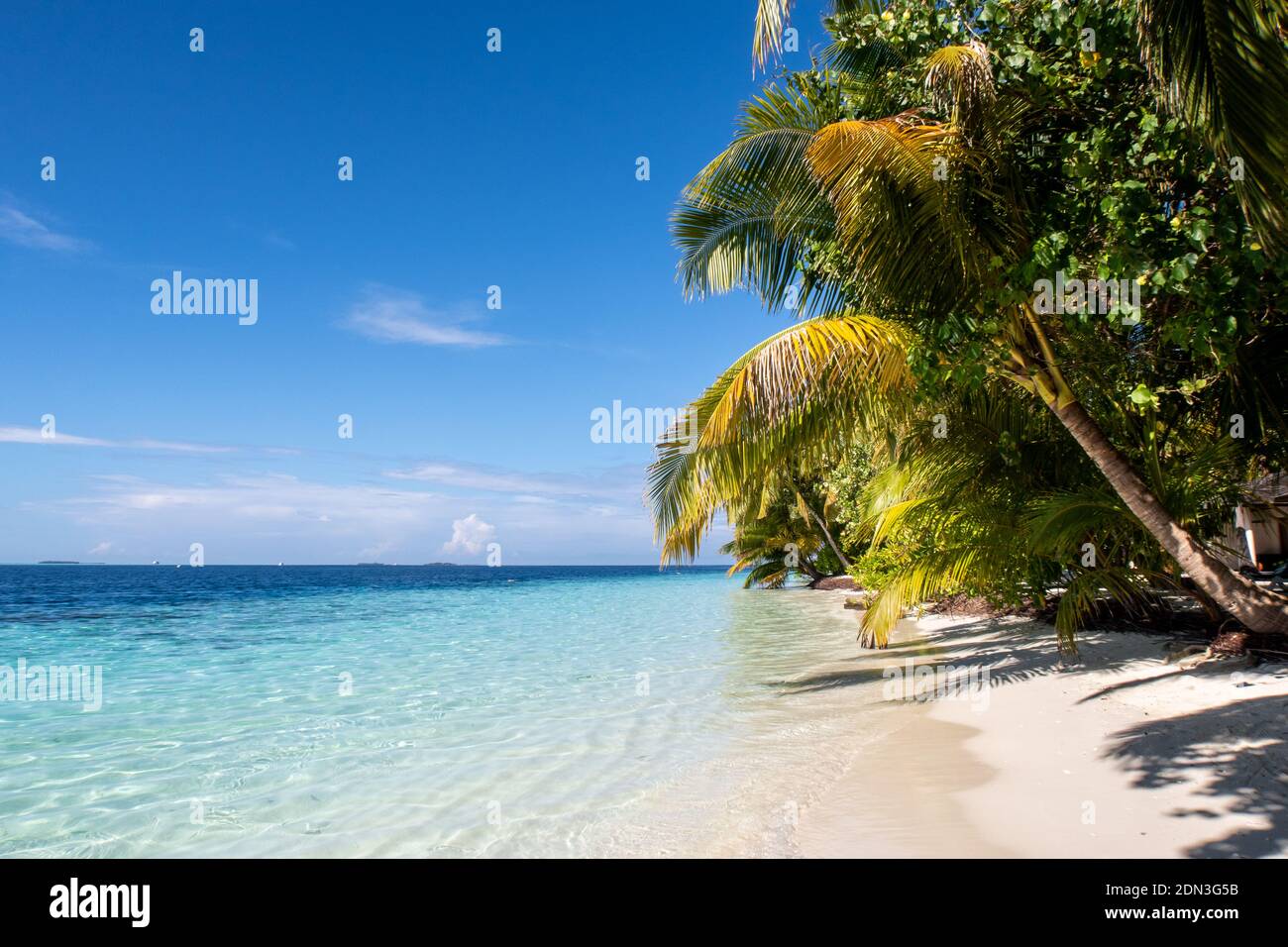 Tropical island coast landscape with coconut palm trees, white sandy