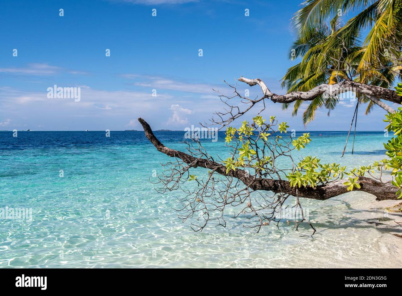 Tropical island coast landscape with Heliotrope tree branch (Heliotropium foertherianum, octopus bush), palm trees, white sandy beach and turquoise oc Stock Photo