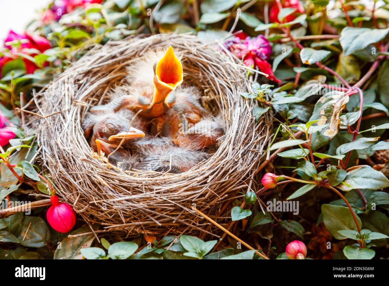 A Robin's nest in flowering fuchsia plant, with baby robins newly hatched. Stock Photo