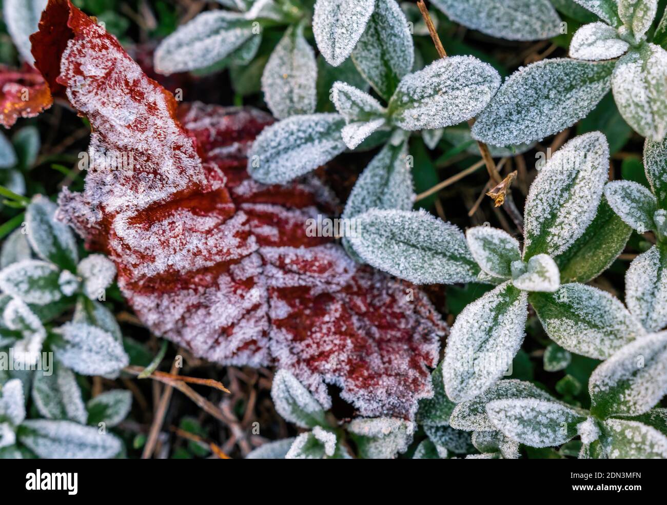 Selective focus. First frost on a frozen field plants and orange foliage, late autumn close-up. Beautiful abstract frozen microcosmos pattern Stock Photo