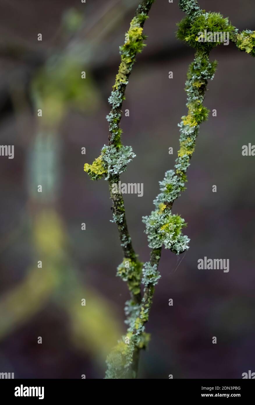 Algae growing on tree branches hi-res stock photography and images - Alamy