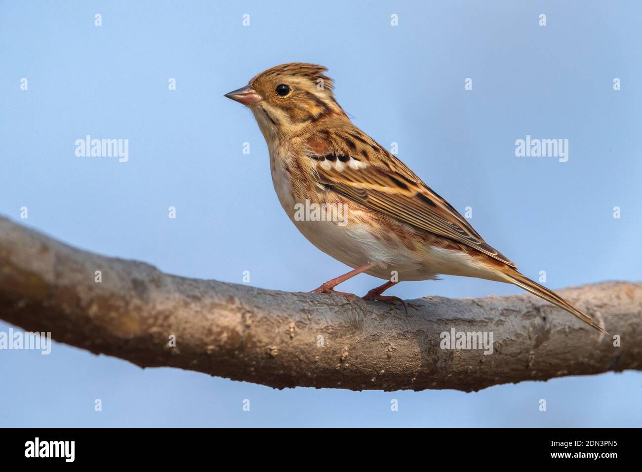 Eerste winter Bosgors; First winter Rustic Bunting Stock Photo