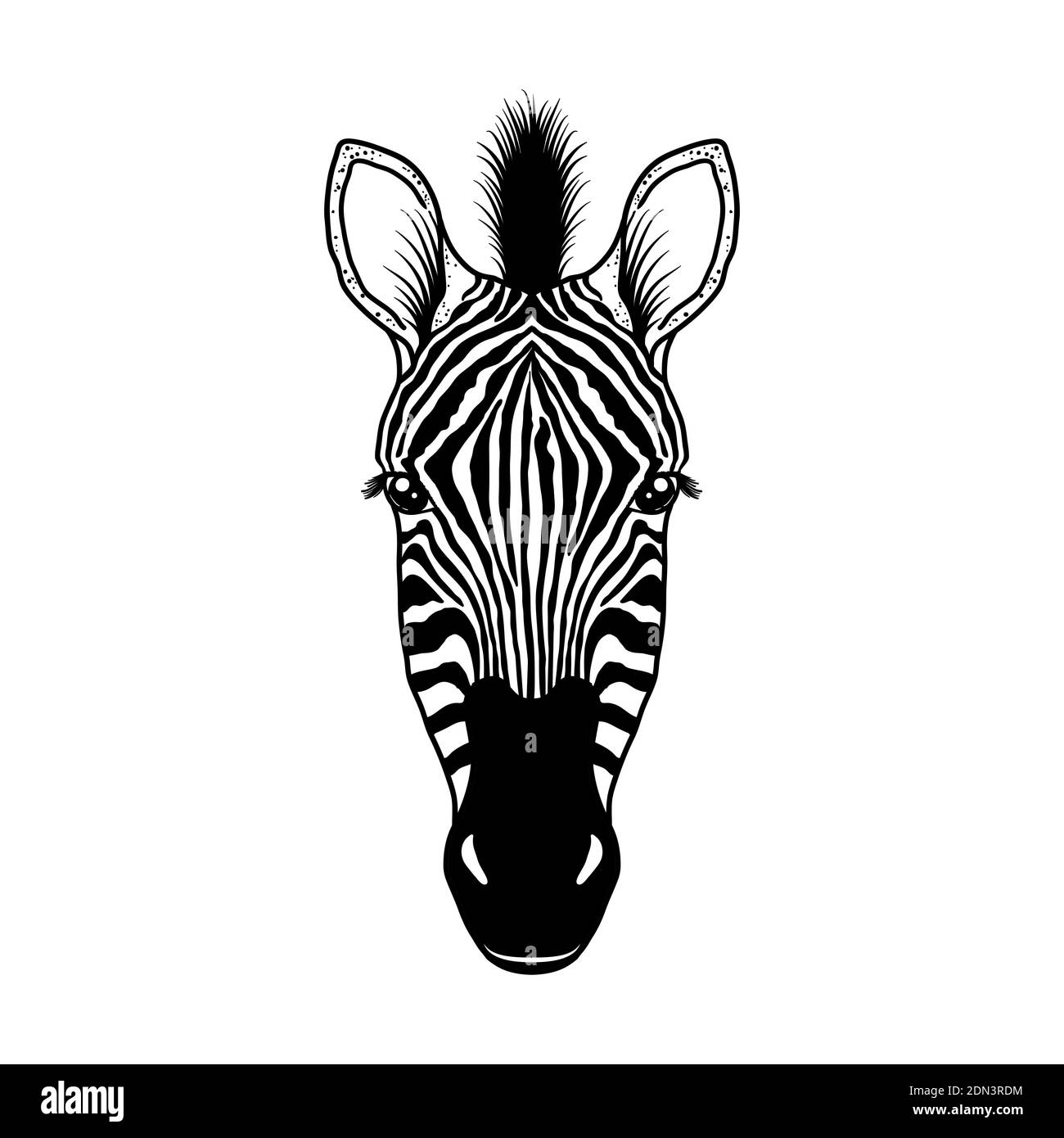Zebra head on white Stock Vector Image & Art Alamy