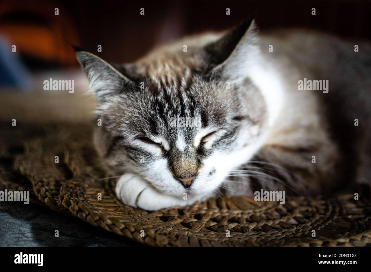 Page 6 - Romania Cat High Resolution Stock Photography and Images 
